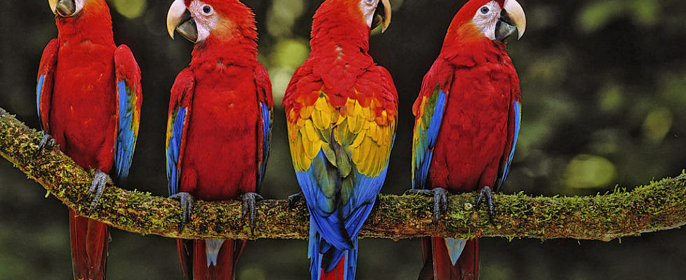 parrots 3