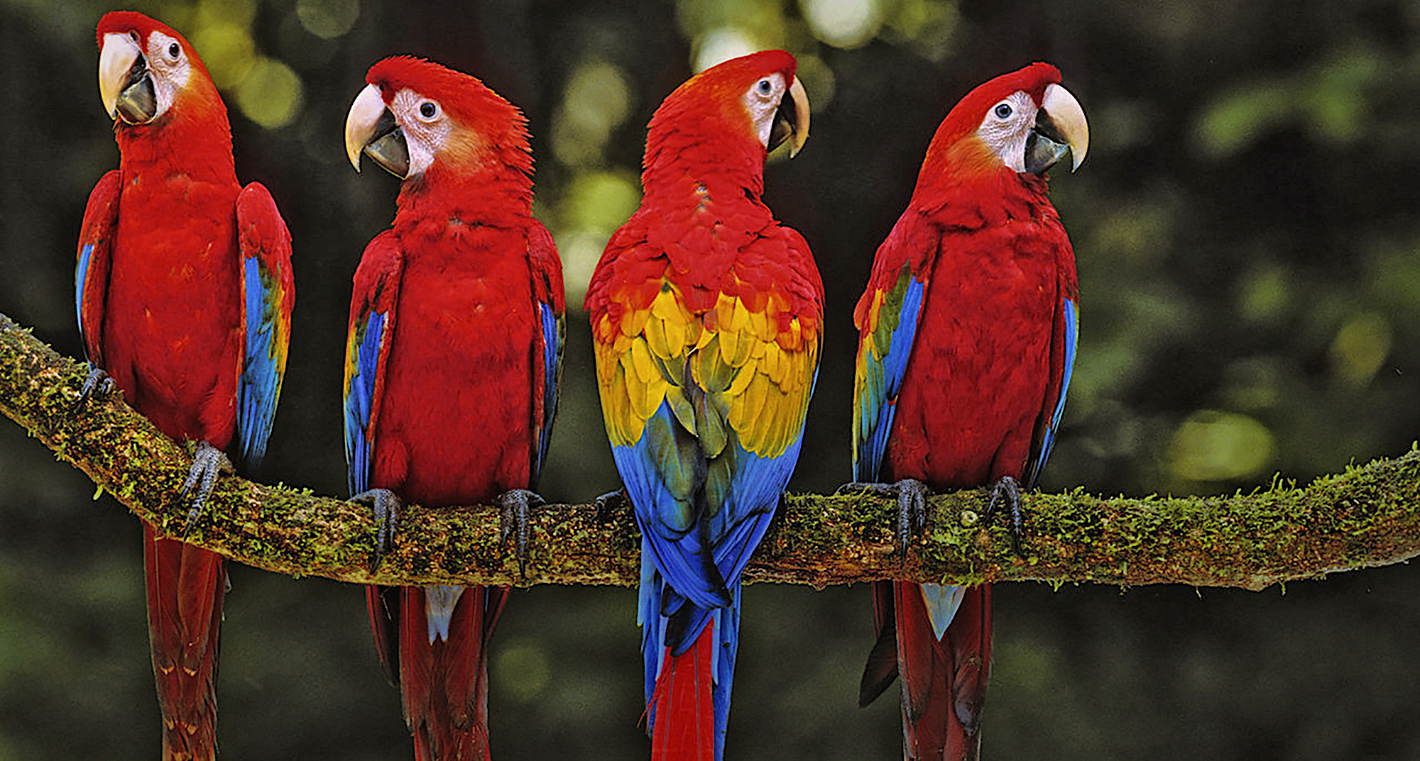 parrots 3