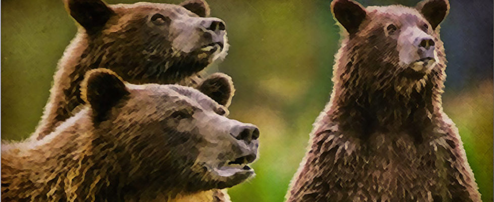 Grizzlies 2